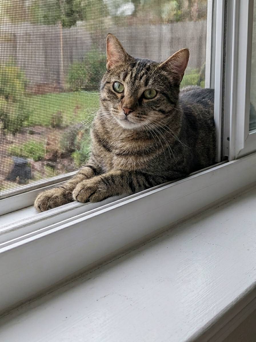 Pet sitting behind a clear Perfect Screen